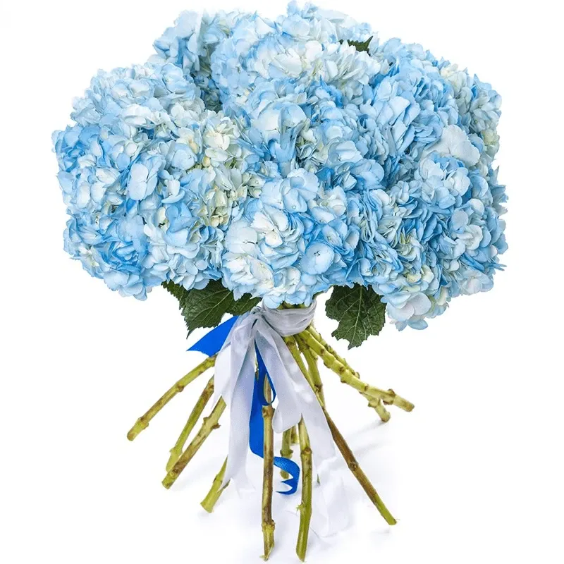 Гортензии нежно-голубые